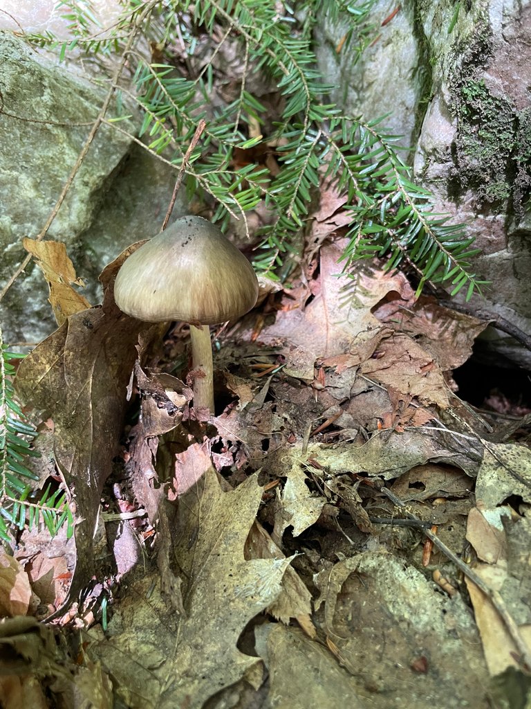 Greyish mushroom