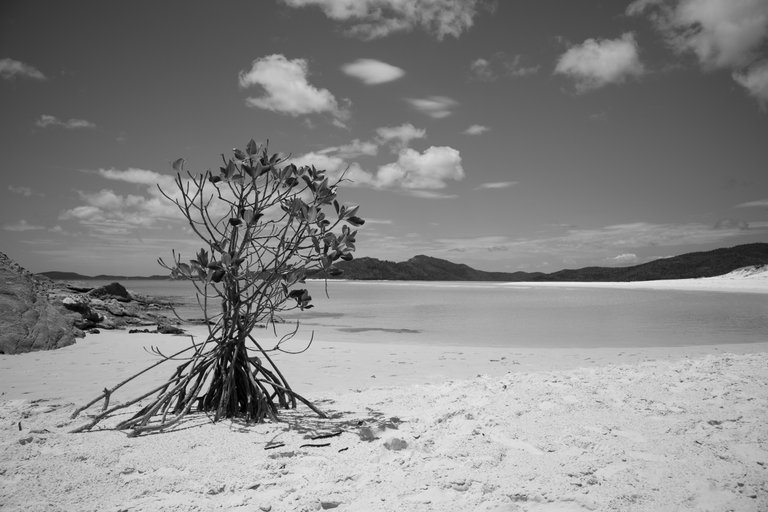 small_tree_at_the_beach_against_a_blue_sky.jpg