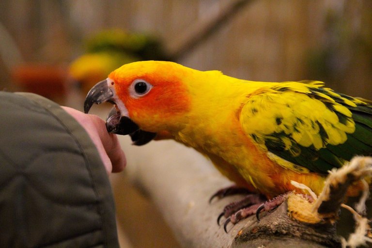 close_up_of_parakeet_biting_finger_534563317_5b554aecc9e77c003712b1f9.jpg