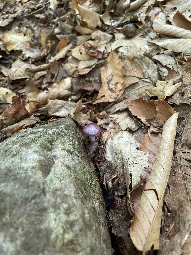 Purple mushroom