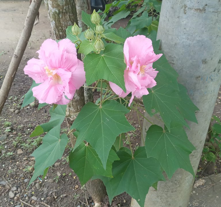 The pink flower is called "waru hedgehog" a happy spreader flower