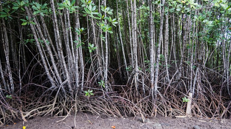 mangrove_walk_19