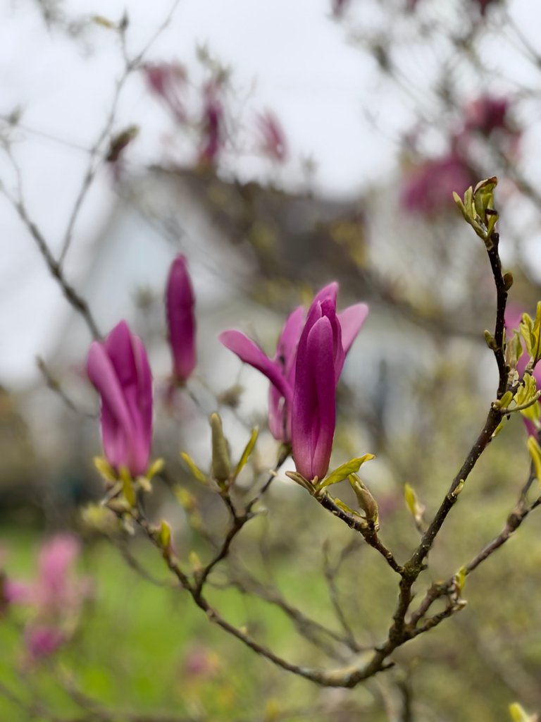 Magnolia