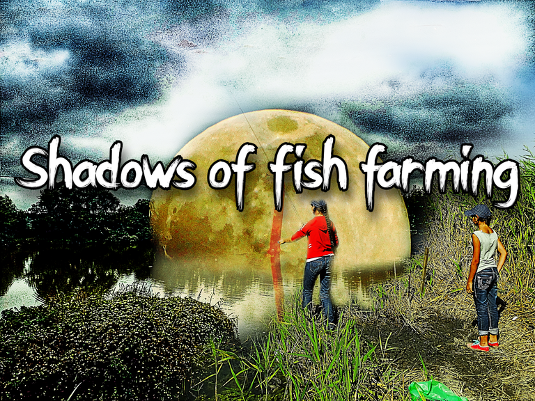 Shadows of fish farming.