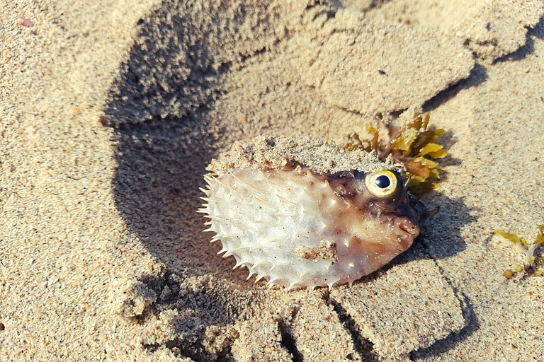 caminata_en_playa_parguito_10.png