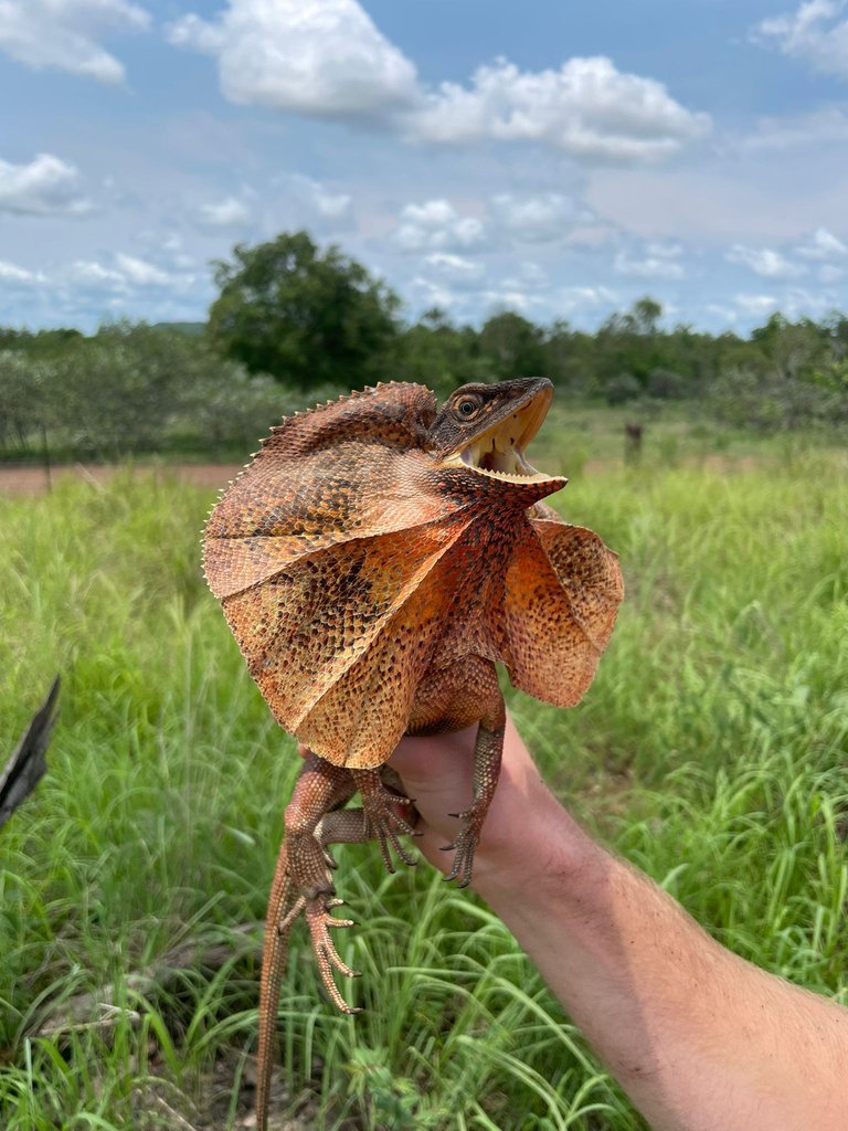 Frilled Lizard