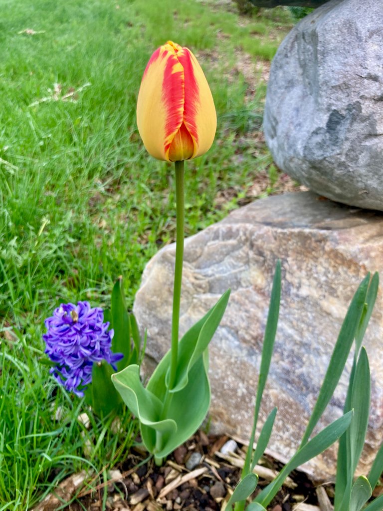 Tulip