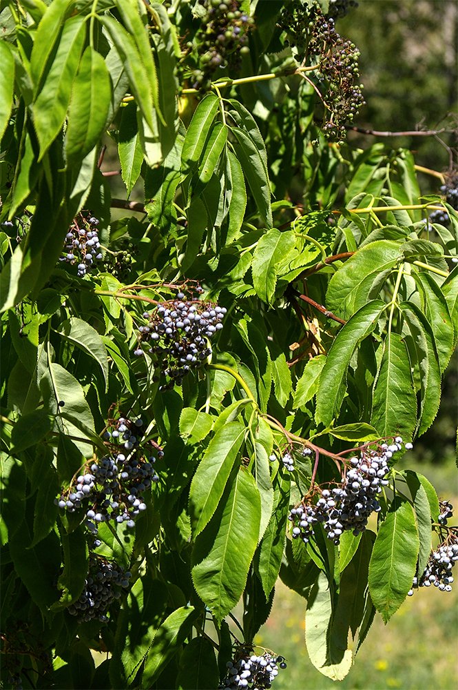 13_elderberry.jpg