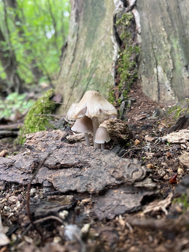 Tiny
