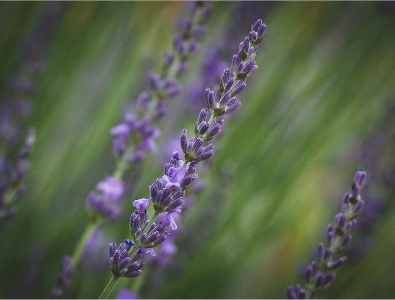 Lavender – a scent that soothes the soul from the tongue