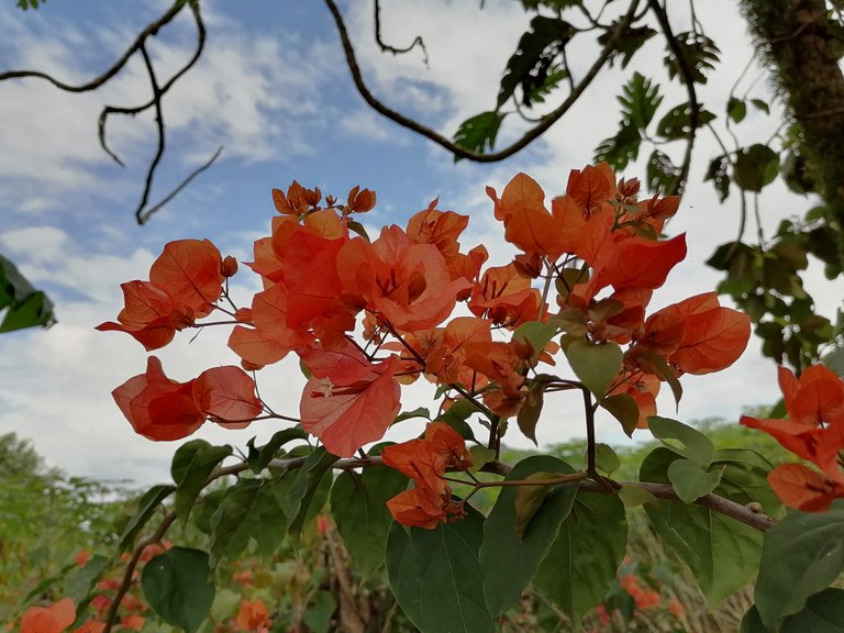 Enjoying the Sight of Pretty Bougainvilleas