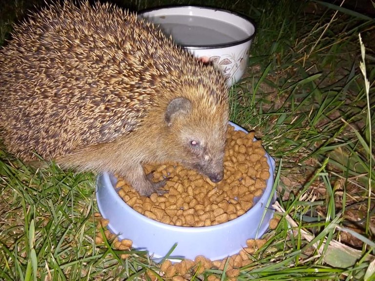 A cunning hedgehog from the village of Sady near Nemodlin / Їжачок хитрячок з села Сади біля Немодліна (En / Ua )