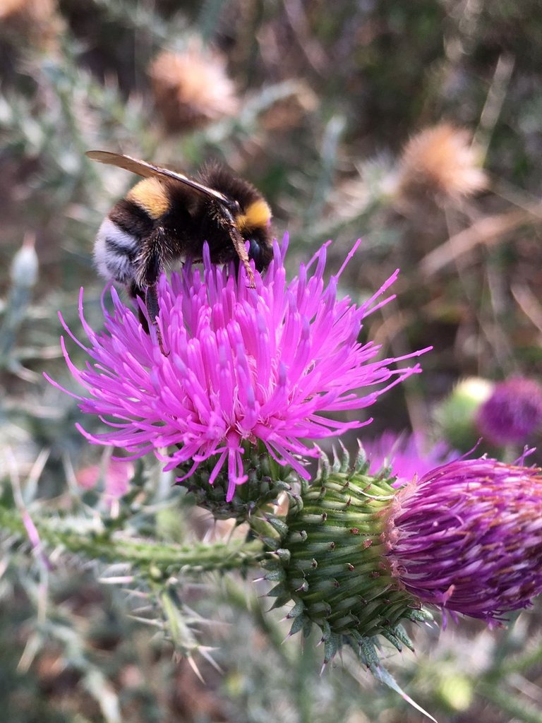 Amazing Bumblebees