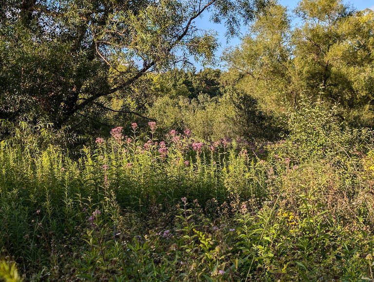 Walking and foraging with my girls-phone photography 