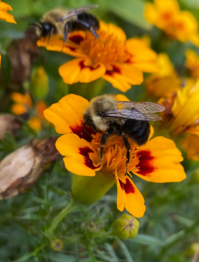 Bee
