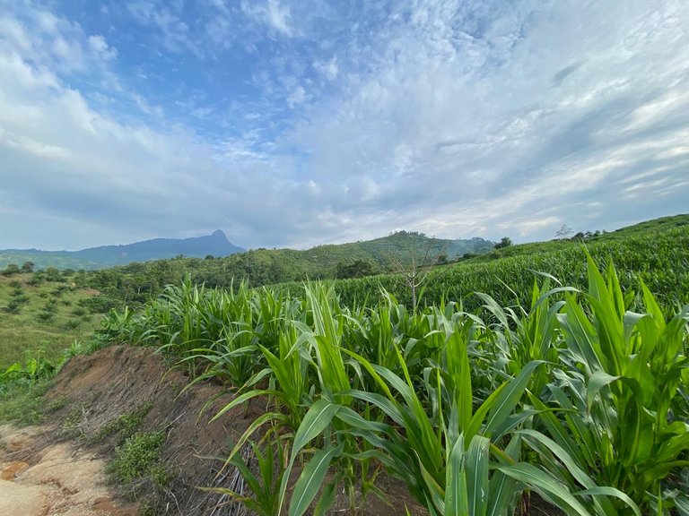 Photography of corn fields in the mountains