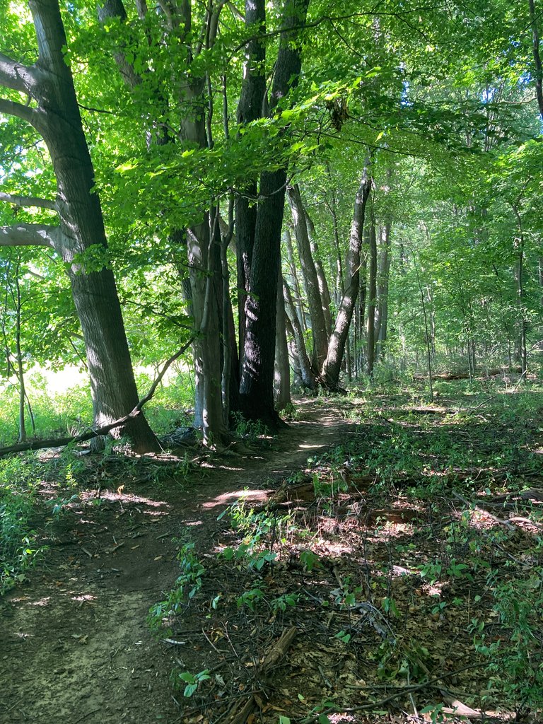 Trail along bluff