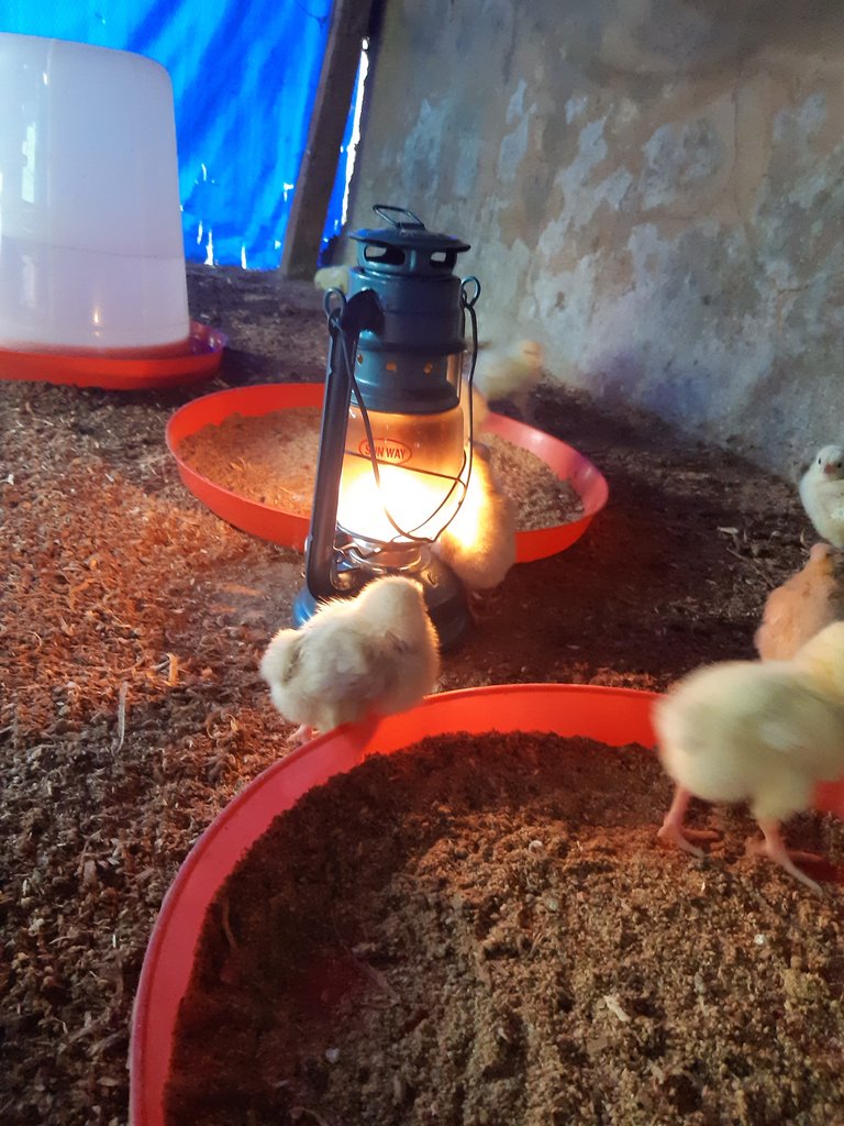 Update on the chicken Day 5