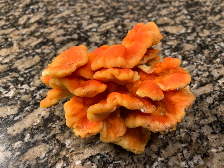 Chicken of the woods