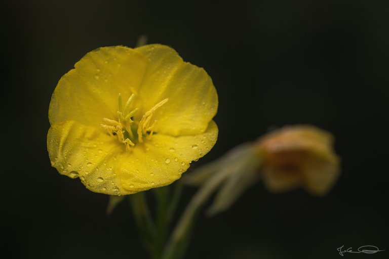 Hive AlphabetHunt Oenothera - Evening Primrose