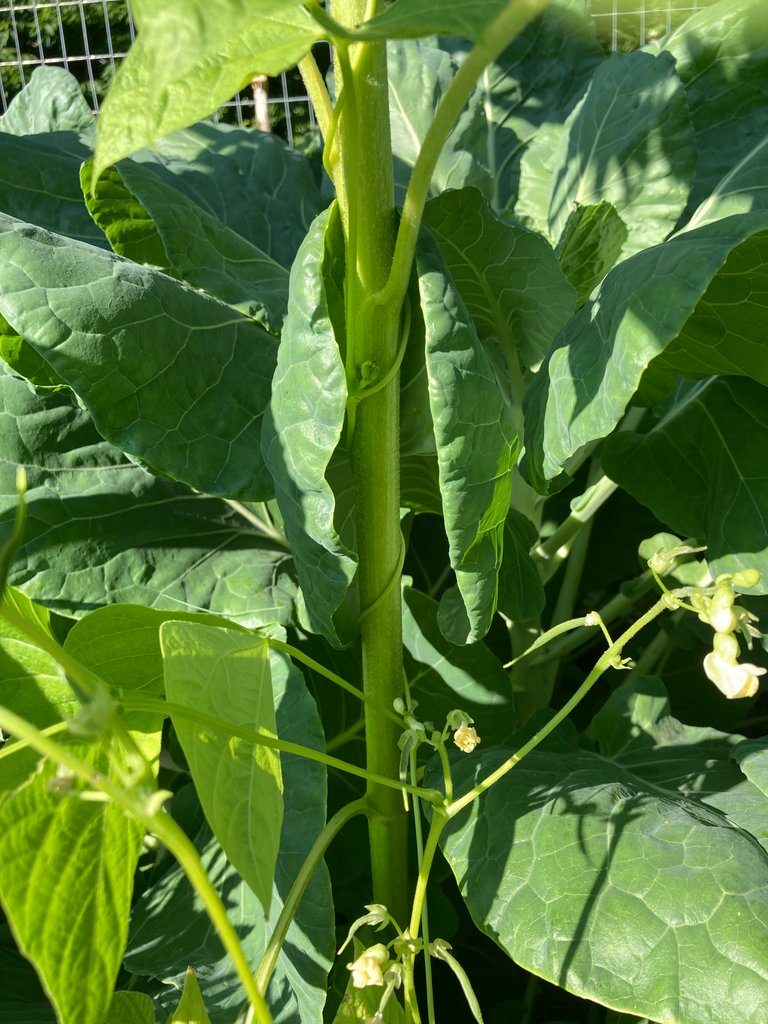 Bean climbing