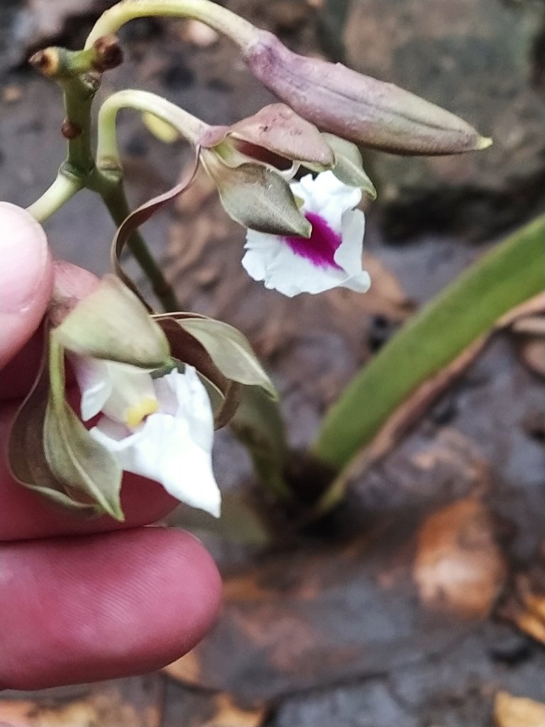 Beautiful Orchid which is planted on the ground by a confusion//Hermosa Orquídea la cuál está sembrada en el suelo por una confusión