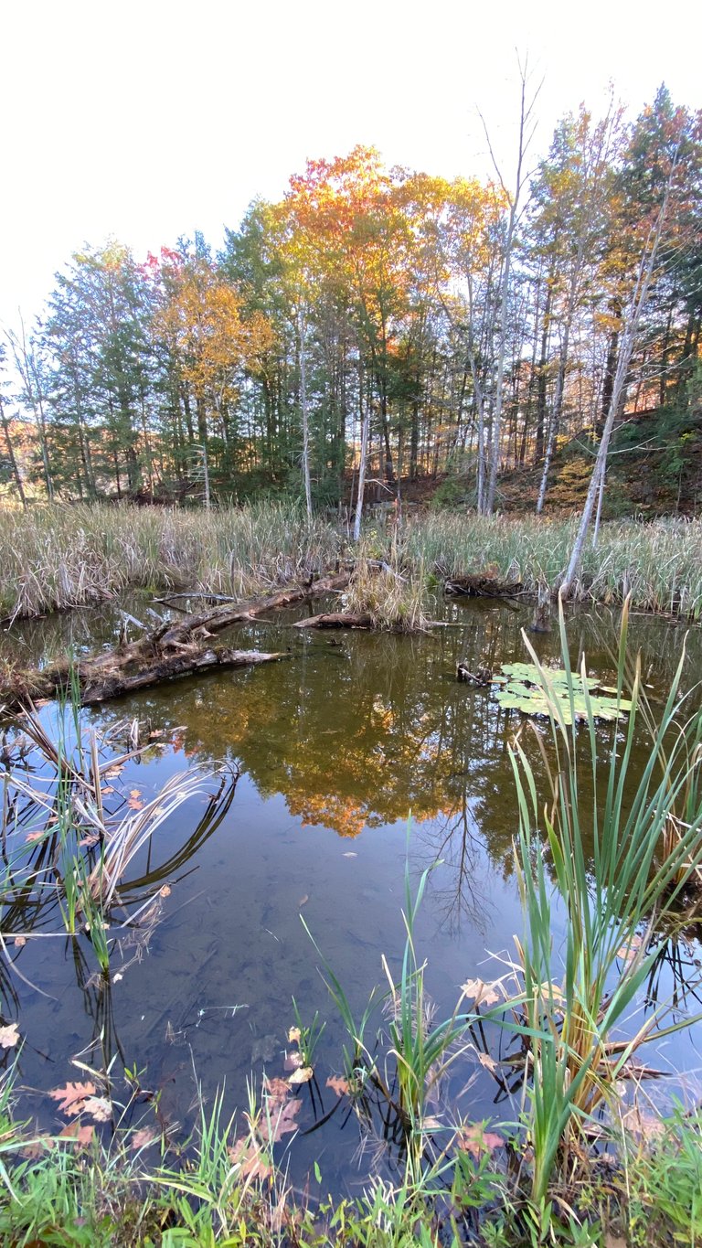 Reflecting pond
