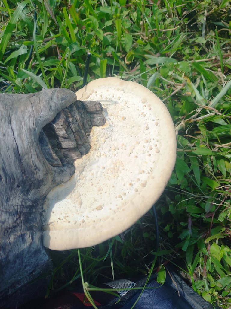 The Beauty of Nature Gift Mushrooms