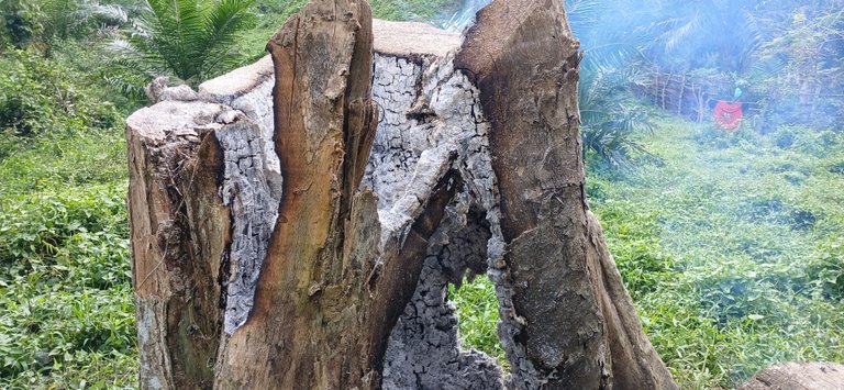 Burning dead trees to prevent caterpillars from nesting