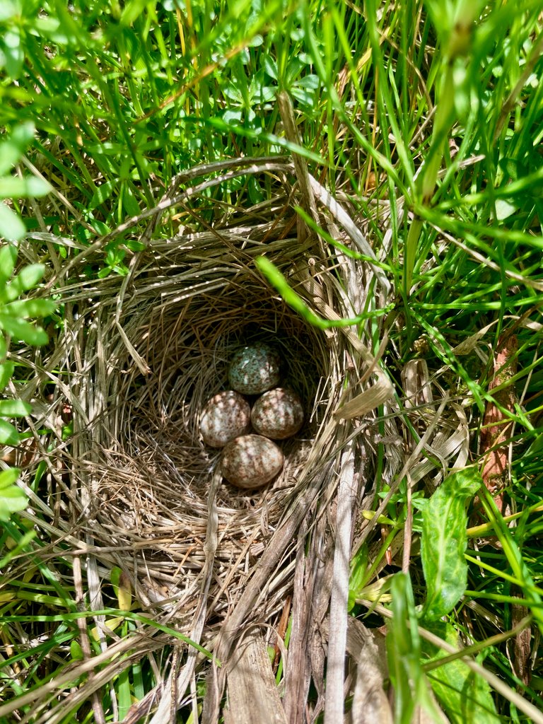 Wren nest