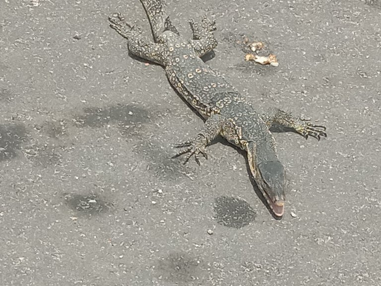 Monitor Lizards.