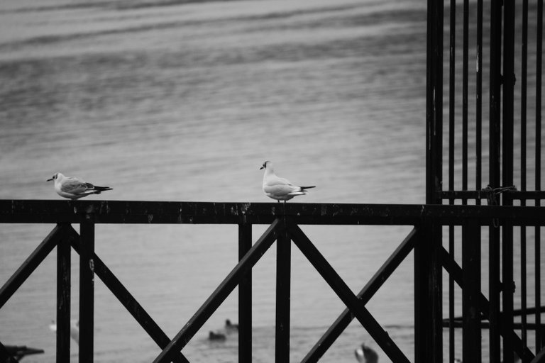 bw_birds_gull_img_9825.jpg