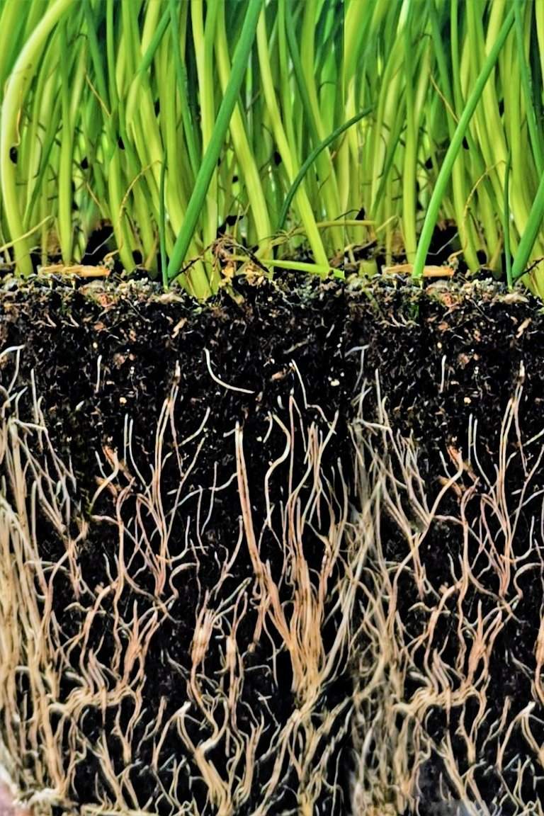 EMERGENCY EXIT: HERBS AND ROOTS…