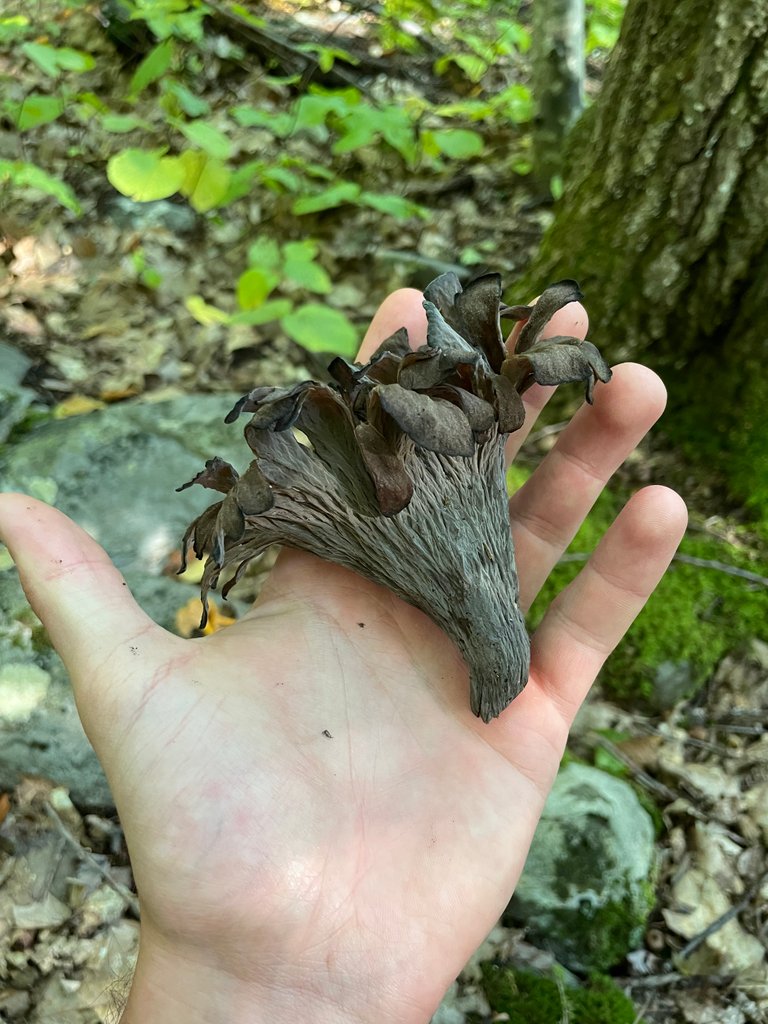 Black Trumpet in hand