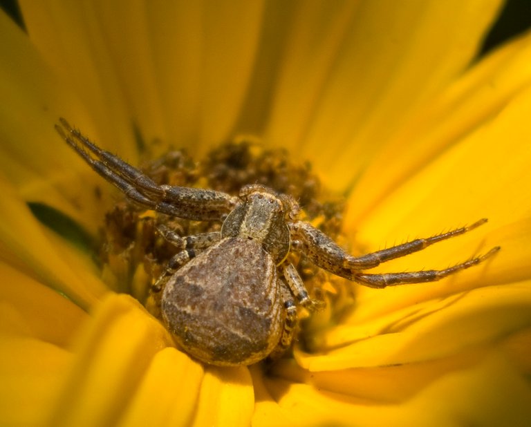 crabspider3_copy.jpg