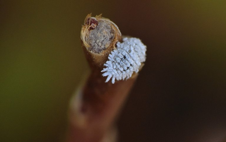 Garden pests, Mealybug