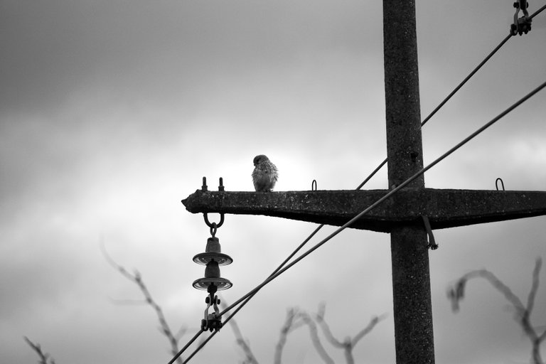 bw_birds_kestrel_img_2960.jpg