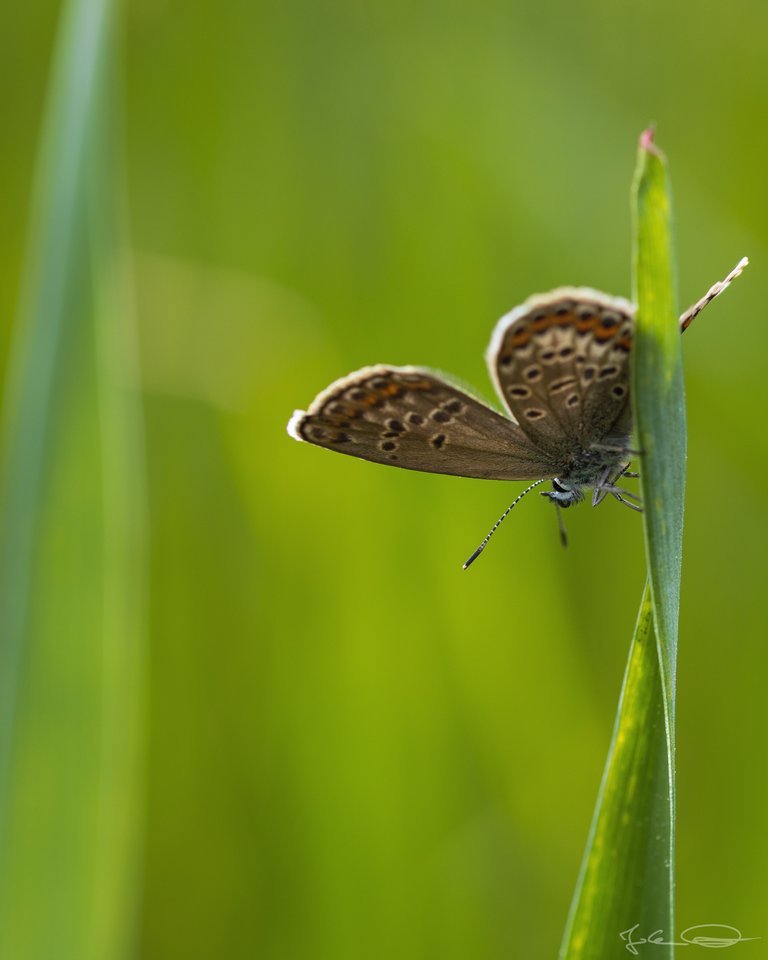 Hive AlphabetHunt Lycaenidae