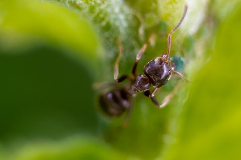 macro_ant.jpg