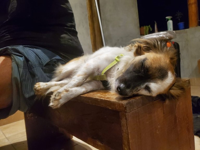 luna_is_too_tired.jpg