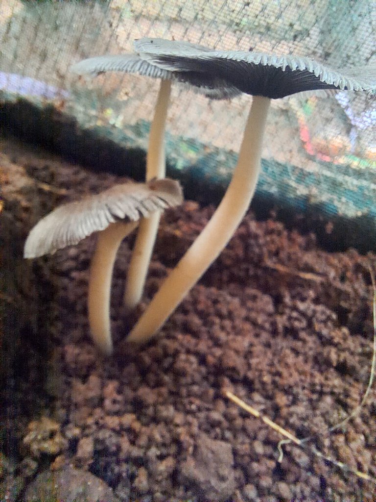 Funky Fragile Fungi