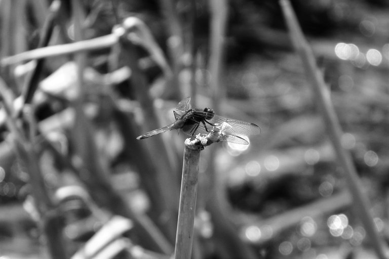 bw_insects_img_1729.jpg