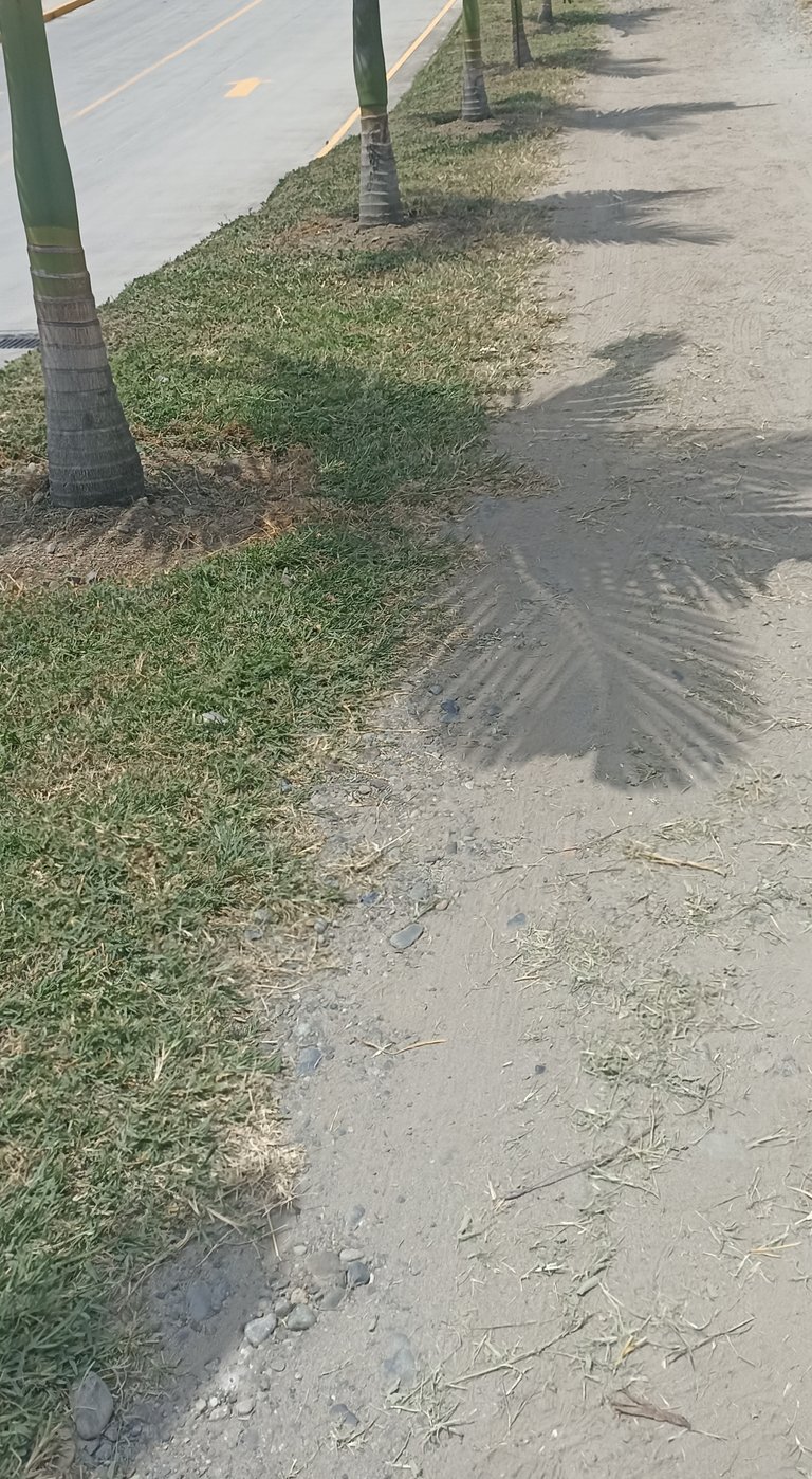 Two Ways of Being a Palm. Entry for the Shadow Contest/SMASh #384 (ESP/ENG)