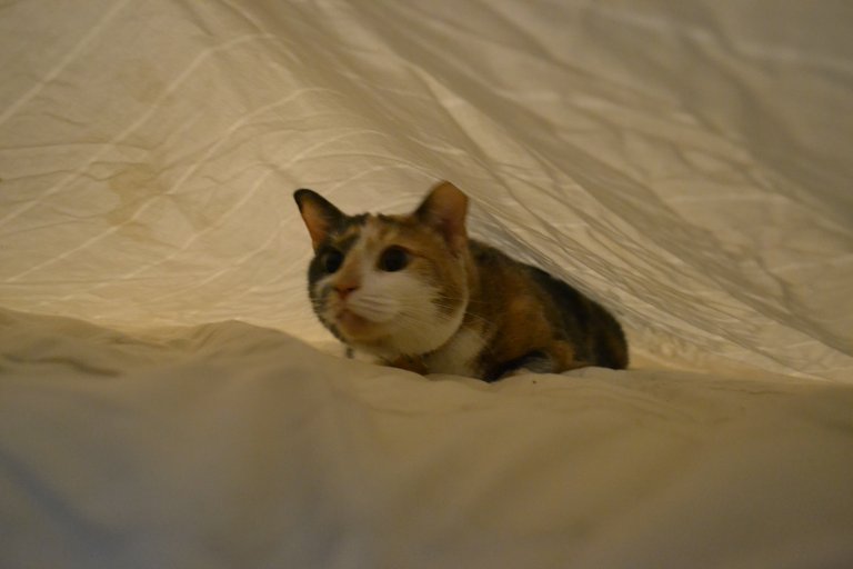 A photograph of a calico cat underneath a light grey sheet.
