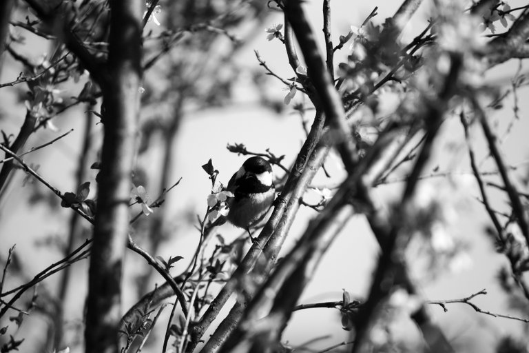 bw_coal_tit_img_6887