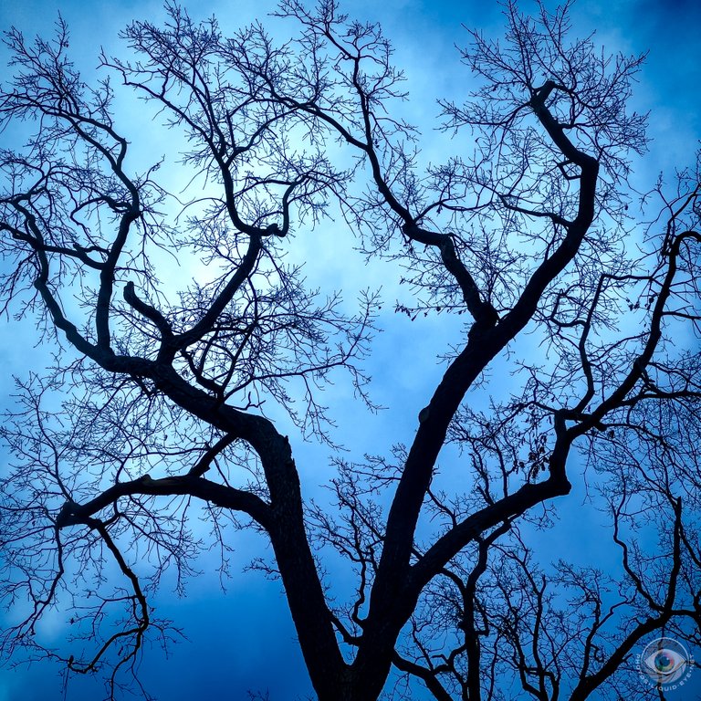 Naked Tree Silhouette