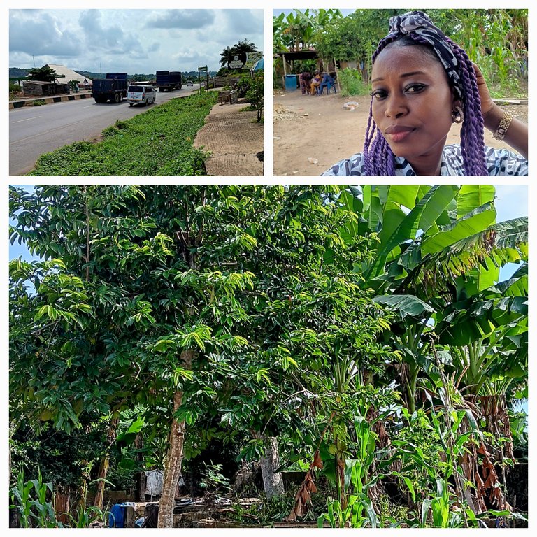 Phone photography contest #66 - First time seeing a soursop tree