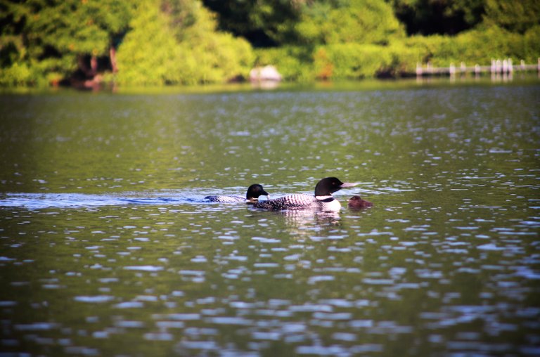 Dad bringing fish