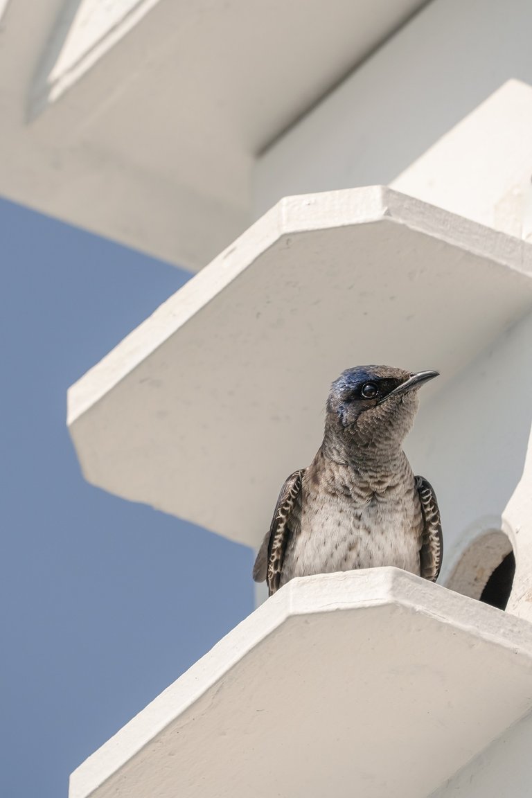 female Purple Martin