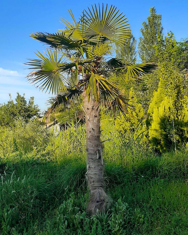 palm_tree